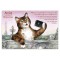 Carte postale de chat de Séverine Pineaux, mois d'Août, Matouriste