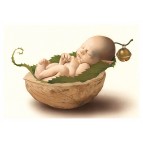 Carte postale « Le bébé fée dans une noix », carte postale originale de Erlé Ferronnière