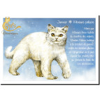 Carte postale de Séverine Pineaux : Janvier Minours polaire, carte postale Année des Chats chimériques
