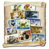 Lot des 12 cartes postales de chats de Séverine Pineaux, collection Chats enchantés 2014, éd. Au Bord des Continents...