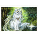 Chaladriel, carte postale de chat de Séverine Pineaux, coll. Chats de la littérature