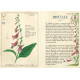 Petit grimoire Plantes Sorcières : Les protectrices, éd. Au Bord des Continents...