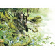 Merlin, la forêt est avec toi, carte postale féerique de Brucero