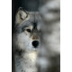 Le Loup et ses mystères de Emmanuelle Grundmann, Petits Précieux Rustica