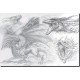 Carnet de croquis Dragons, Archives de Féerie de Pascal Moguérou, éd. Au Bord des Continents